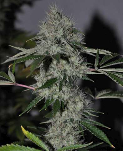 Based mainly on genetics from the Californian Coast, USA. These guys marry the finest marijuana strains with their favourite OG Kush legendary strain, to produce some of the finest seeds with rare genetic material not usually available to seed collectors. In the growing collectors market place this is sure to make Cali Connection popular.