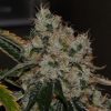 Chem 91 Feminized Seeds