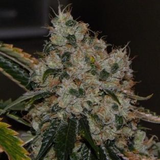 Chem 91 Feminized Seeds