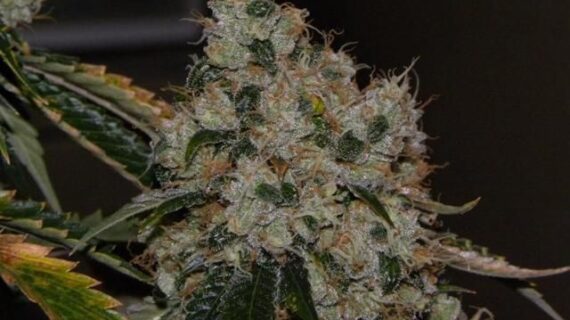 Chem 91 Feminized Seeds