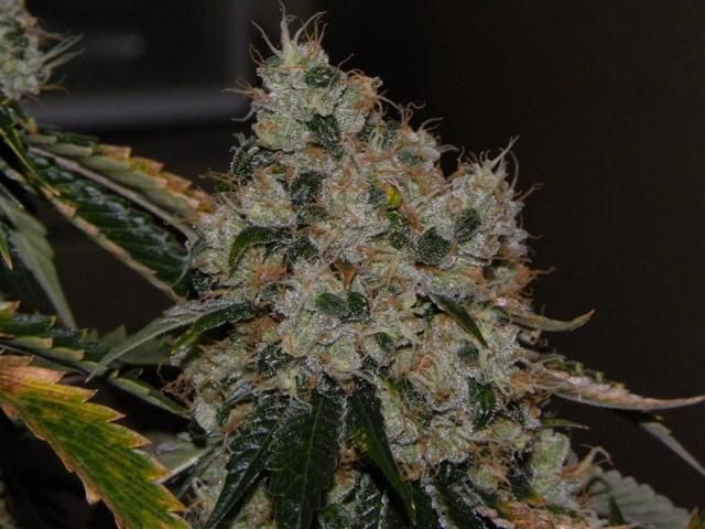 Chem 91 Feminized Seeds