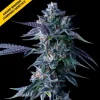 Chocolope-Fem-Cannabis-Seeds