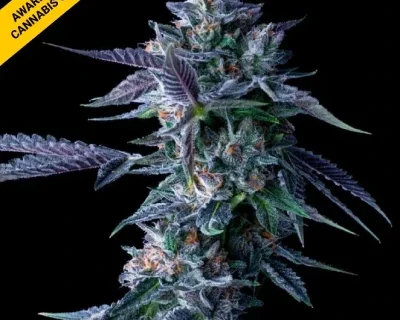 Chocolope-Fem-Cannabis-Seeds