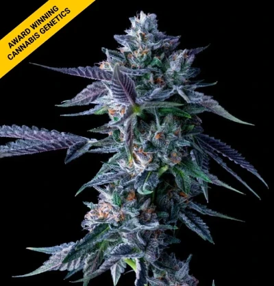 Chocolope-Fem-Cannabis-Seeds