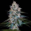 Chocolope Kush Feminized Seeds