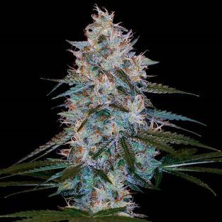 Chocolope Kush Feminized Seeds