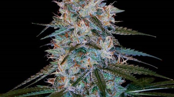 Chocolope Kush Feminized Seeds