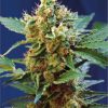 Cream Mandarine XL Auto Feminized Seeds