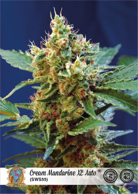 Cream Mandarine XL Auto Feminized Seeds