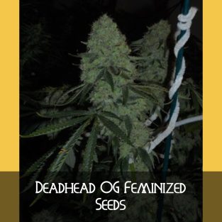 Deadhead OG
