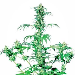 Early Girl Regular Seeds