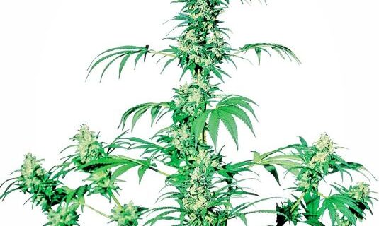 Early Girl Regular Seeds