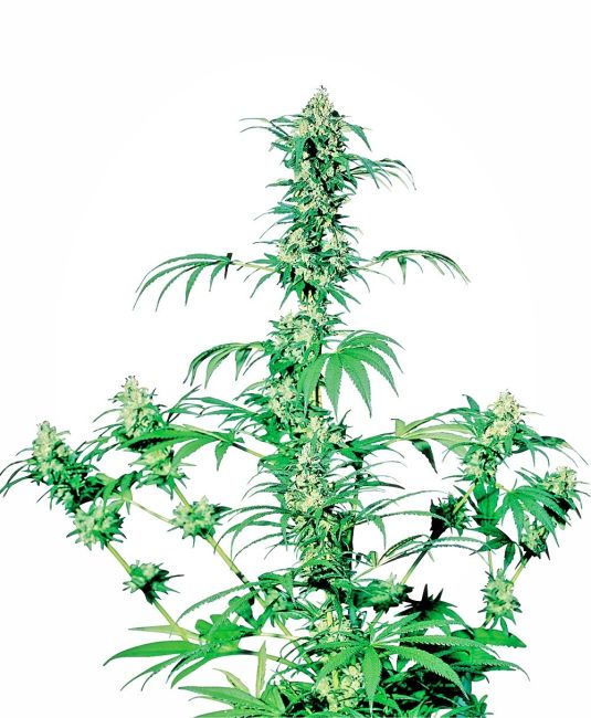 Early Girl Regular Seeds