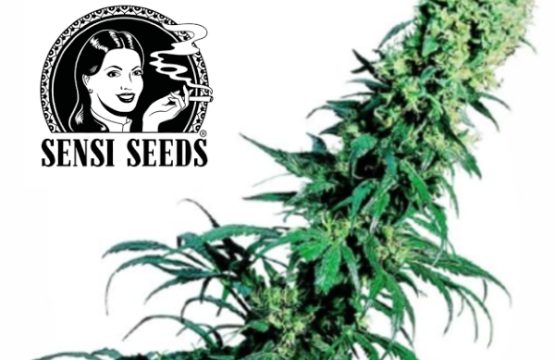 Early Pearl Cannabis Seeds Seni Seeds