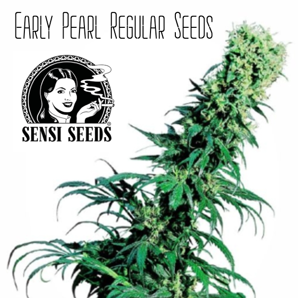 Early Pearl Cannabis Seeds Seni Seeds