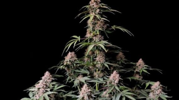 FastBUds Amnesia Zkittle