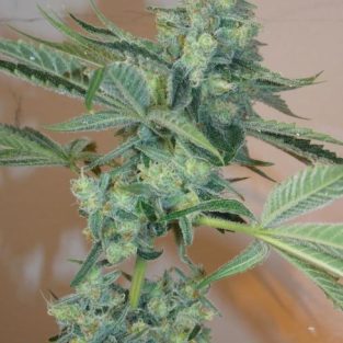 Girl Scout Cookies Feminized Seeds