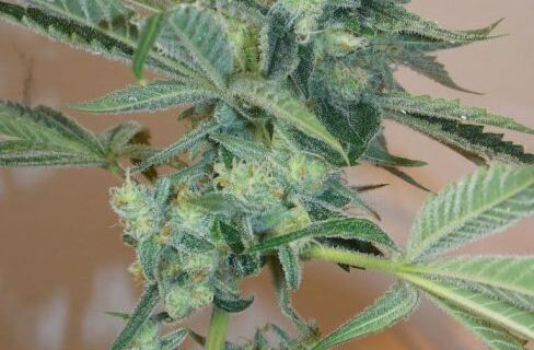 Girl Scout Cookies Feminized Seeds