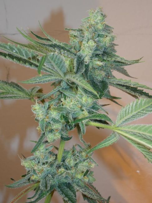 Girl Scout Cookies Feminized Seeds
