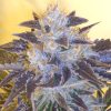 Grape OG Feminized Seeds