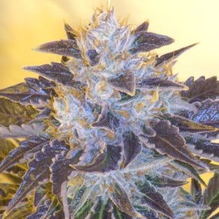 Grape OG Feminized Seeds