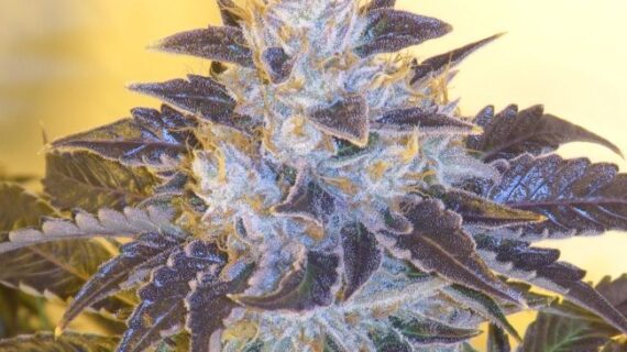 Grape OG Feminized Seeds