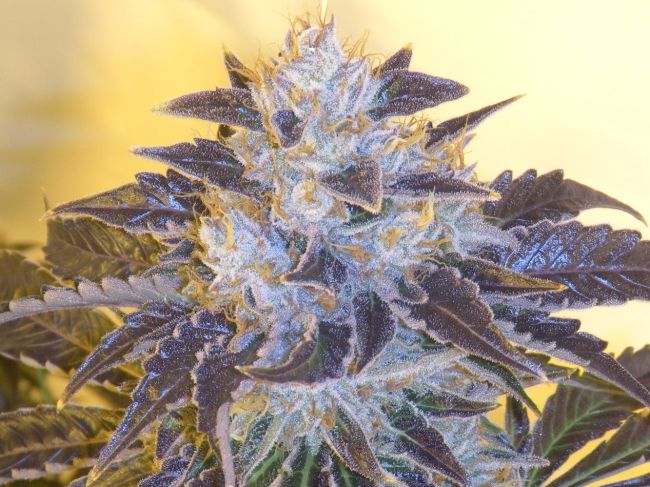 Grape OG Feminized Seeds