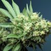 Green Crack Feminized Seeds