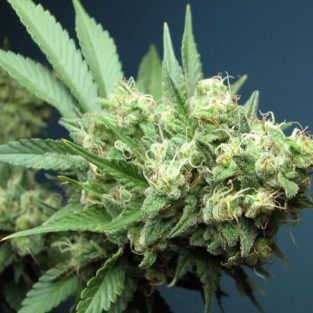Green Crack Feminized Seeds