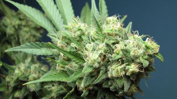 Green Crack Feminized Seeds