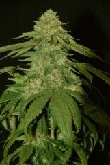 Holy Grail Kush Feminized Seeds