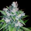 Kandy Kush Feminized Seeds