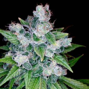 Kandy Kush Feminized Seeds