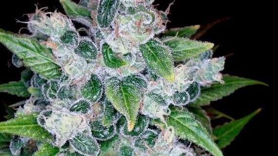 Kandy Kush Feminized Seeds