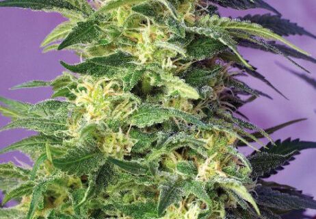 Killer Kush Auto Feminized Seeds