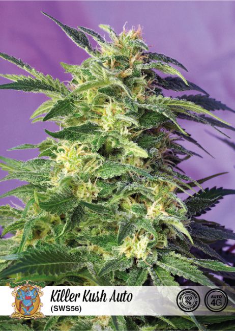 Killer Kush Auto Feminized Seeds