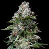 Kosher Kush Feminized Seeds