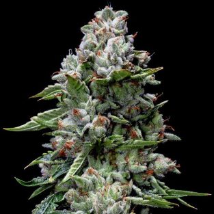 Kosher Kush Feminized Seeds