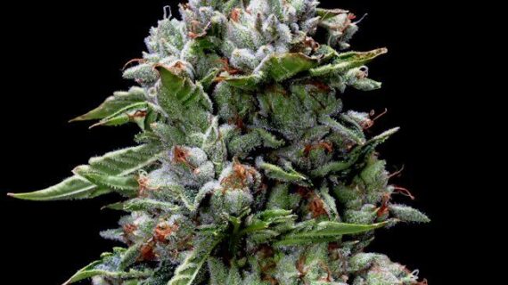 Kosher Kush Feminized Seeds