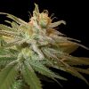 Kushberry Feminized Seeds