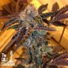 LA Cookies Feminized Seeds