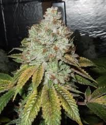 Larry OG Kush Feminized Seeds