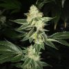 Louis XIII OG Feminized Seeds