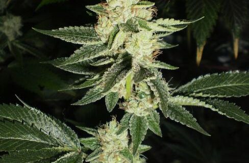 Louis XIII OG Feminized Seeds
