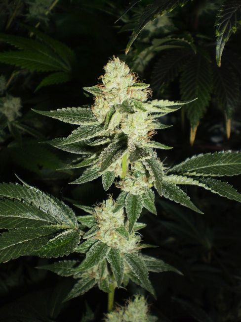 Louis XIII OG Feminized Seeds