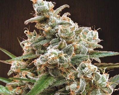 Nepal Jam Feminized Seeds