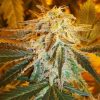 Northern Light Auto Feminized Seeds