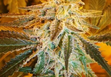 Northern Light Auto Feminized Seeds