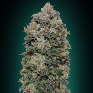 Northern Lights Feminized Seeds