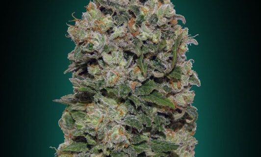 Northern Lights Feminized Seeds